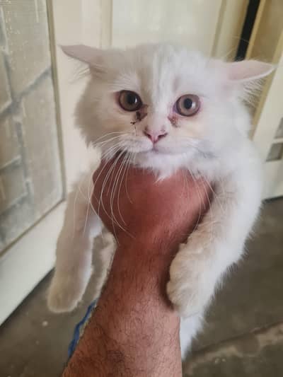 Persian femail kitten