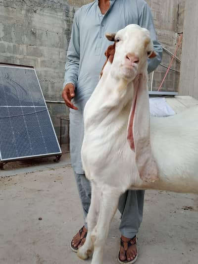 gulabi bakra best for qurabni and breeding
