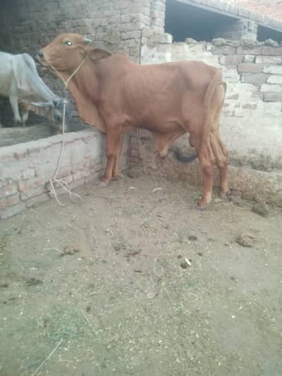2dant buchry ha kobsort buchry