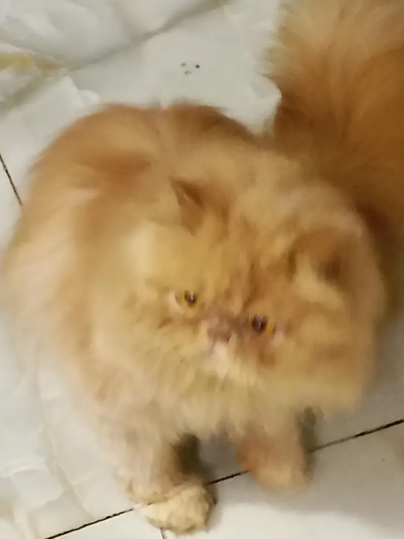 peki// piki// peke — photo 2