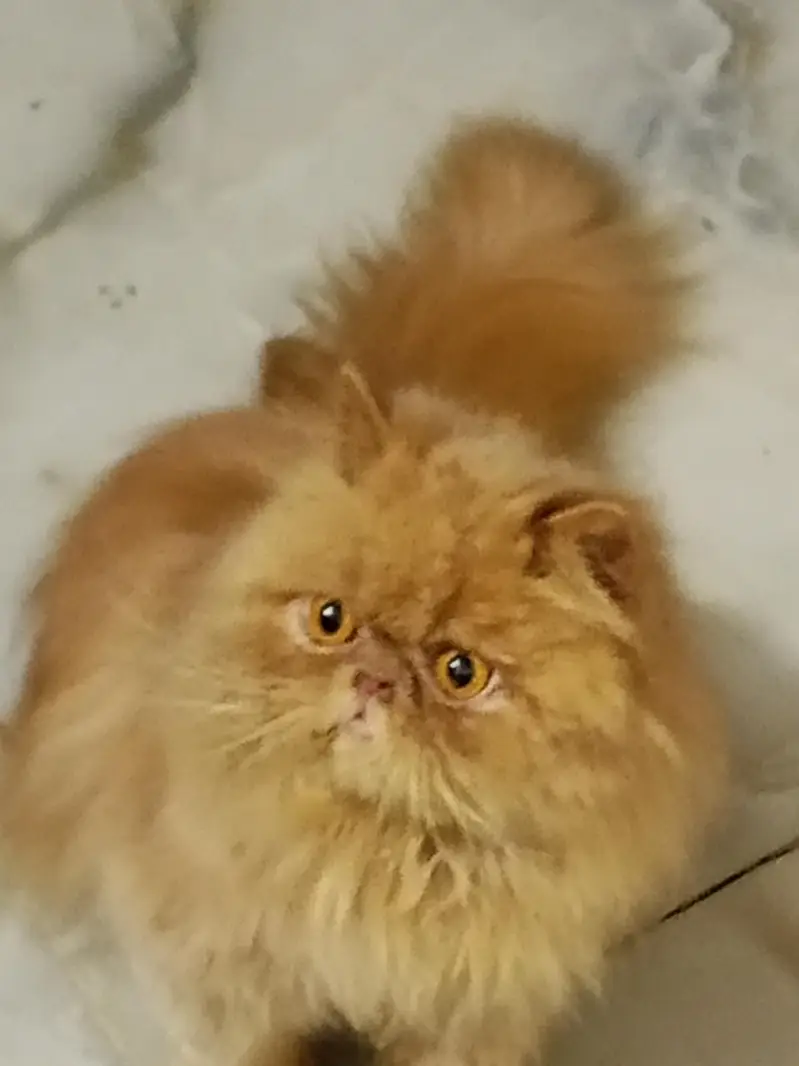 peki// piki// peke — photo 4