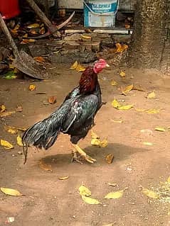 muskha bird high qualty ki chez ha