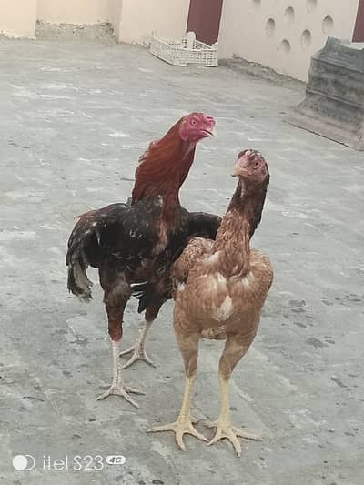 Aseel mianwali lakha