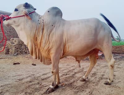 4 dant Bull 5.5 Mann
