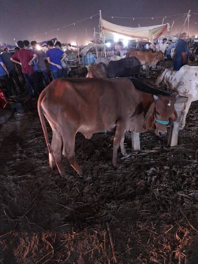cow for sale