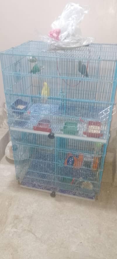 Love birds lotino pair
