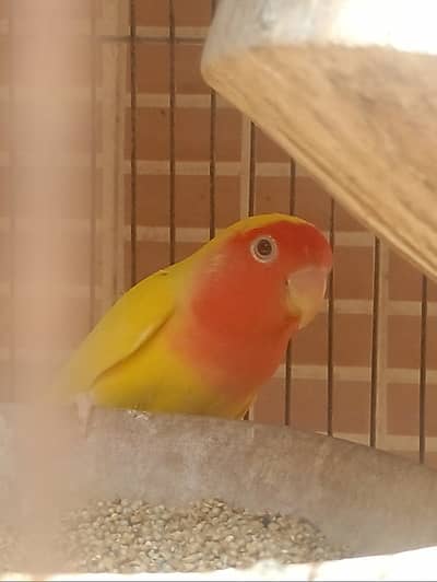 Love bird Lotion pair