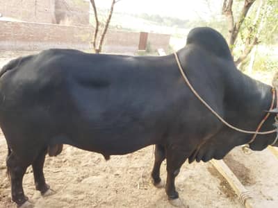 black bull