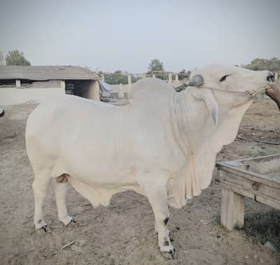 Qurbani