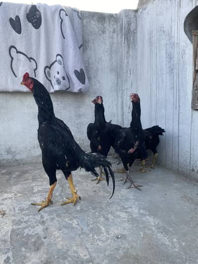 King Size German O-Shamo Fertile Eggs & Healthy Chicks for Sale