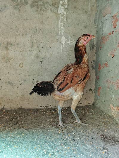 QUALITY THAI PATHI FEMALE