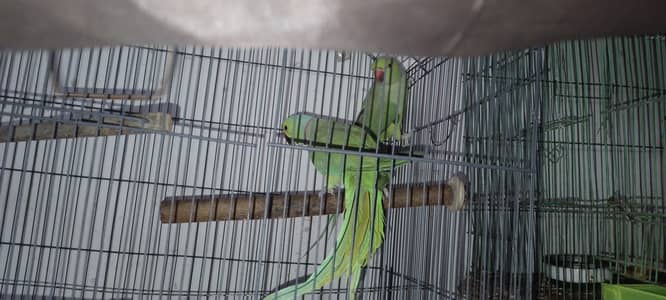 Ring neck Breader Pair