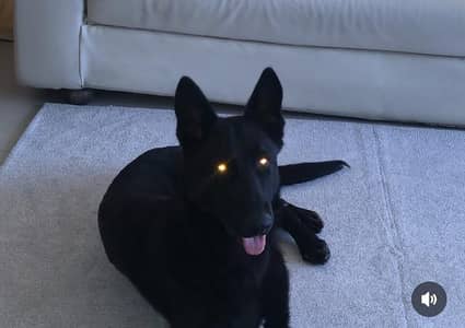 Black German Shepherd URGENT SALE