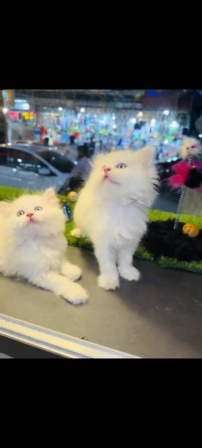 persian cat for sale MywatsapppNumber0348-55-58-176
