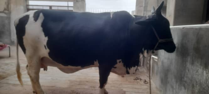 cow for sale