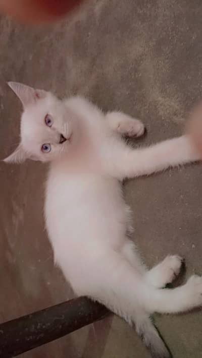 Persian Kittens