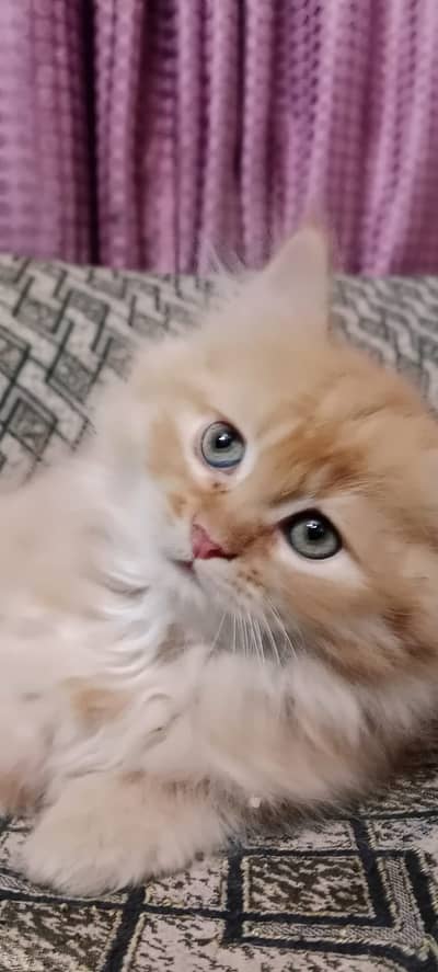 Persian cat  | ginger color kitten | black kitten | double coat