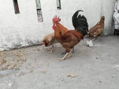 3 murgia Ando wali aik murga