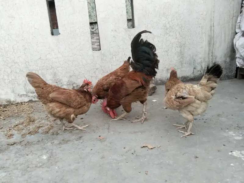 3 murgia Ando wali aik murga — photo 2
