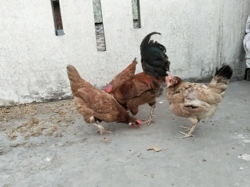 3 murgia Ando wali aik murga — photo 3