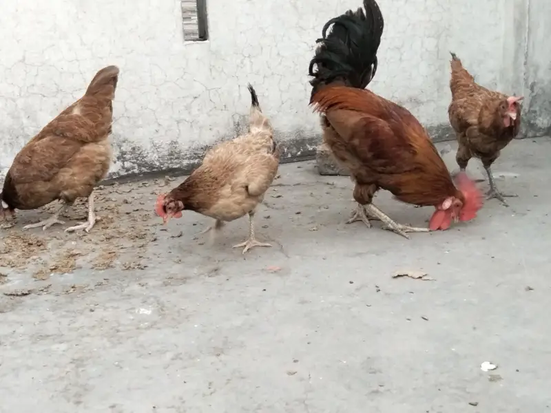 3 murgia Ando wali aik murga — photo 4