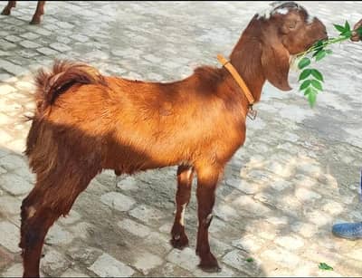 for sale qubrani ka Bakra