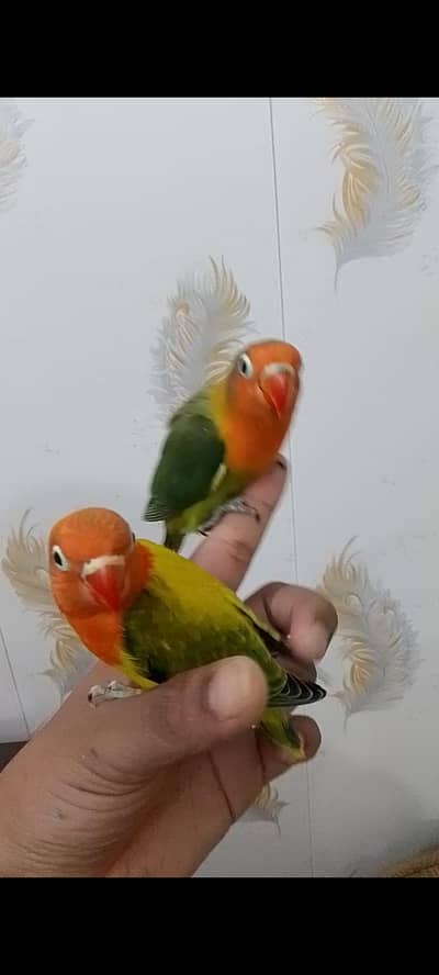  Beautiful Oplines Lovebirds Available for quality birds lovers