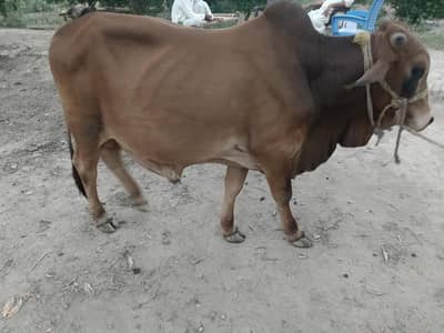 qurbani bulll for sale