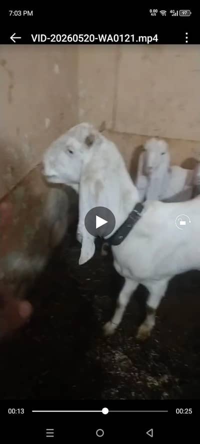 3 female 1male final 2,80 gulabi white