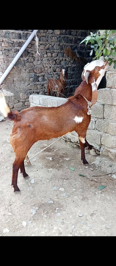 Bakra
