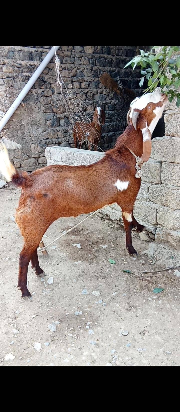 Bakra 0