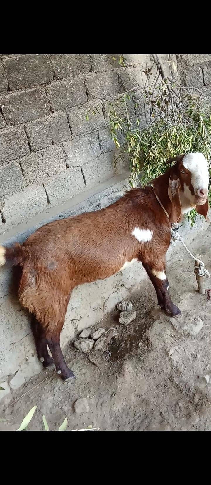 Bakra 1