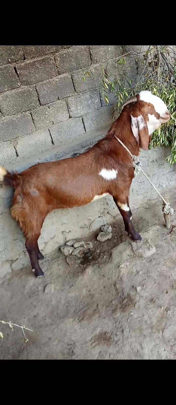 Bakra 2