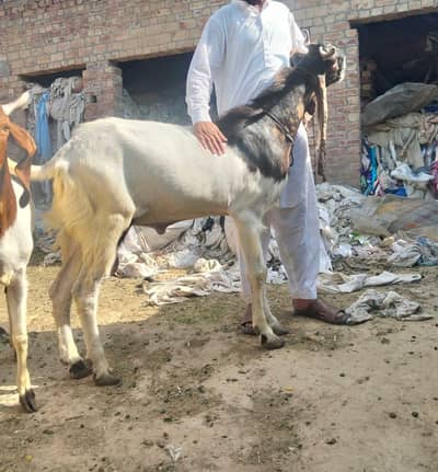 Bakra For Sale