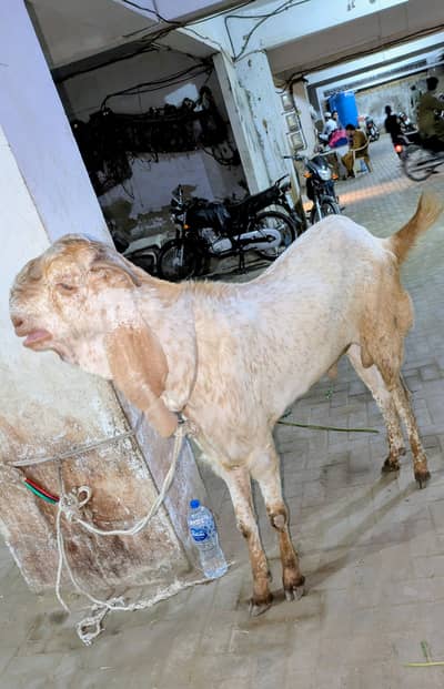 MAKHA CHEENI BACHA