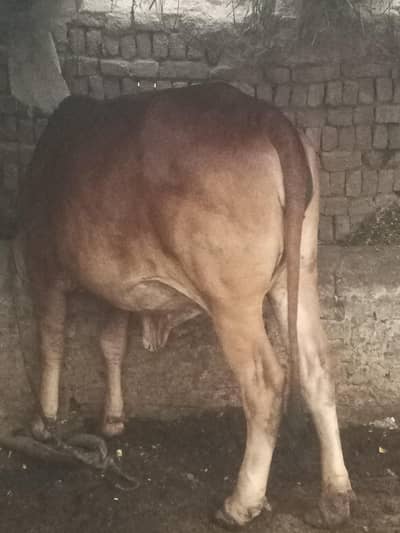 Qurabani Animal For Sale