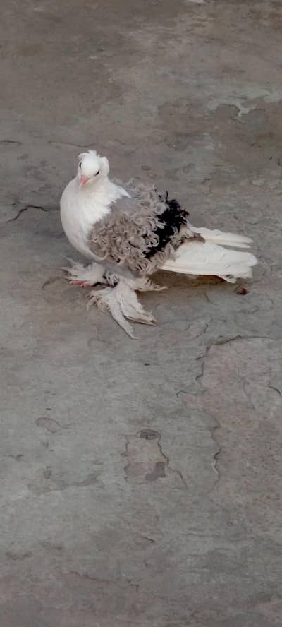 silver frilback female age 9 Kali . location Faisalabad. 03026566623