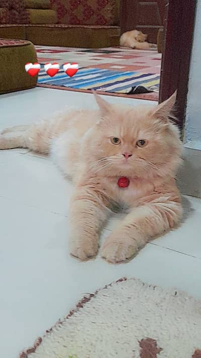 Persion cat for sell