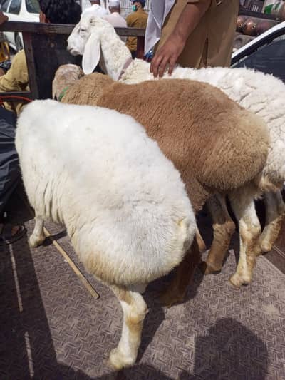 sheep for sale 3 pcs
