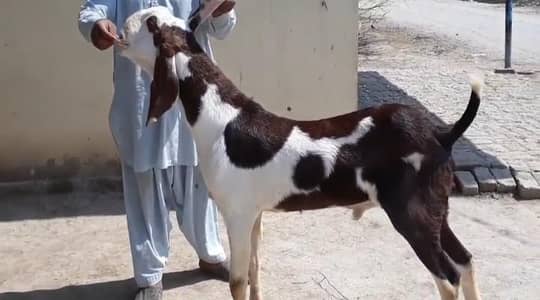 desi Bakra for sale0329.71083. . 20. ///