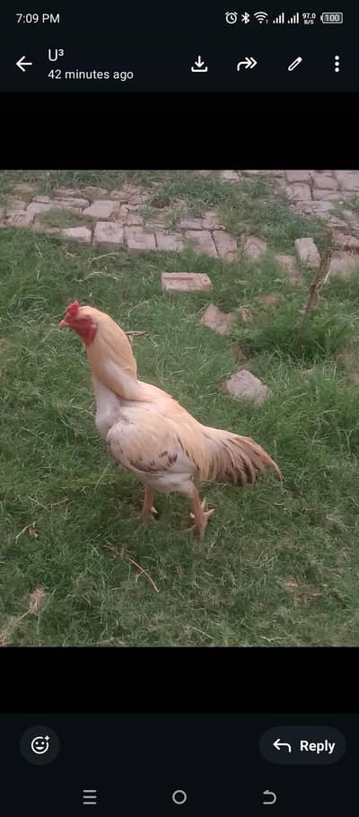 ASEEL MURGHA WITH 4 DESI CHOOZE