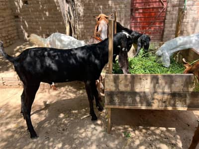 Healthy bakray for Sale