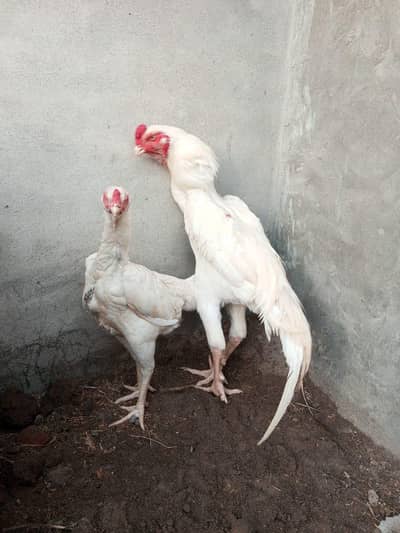 paper white jerman shamo chisks available