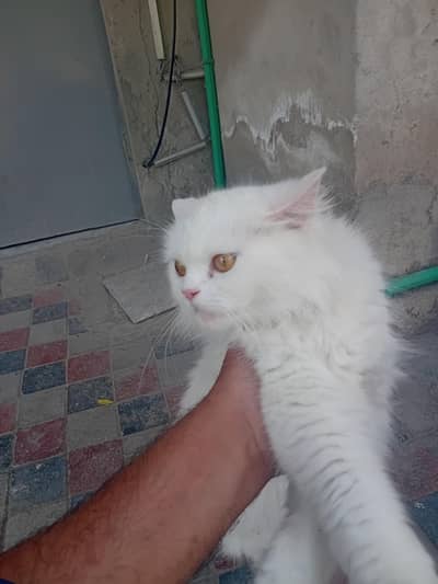 Persian cat