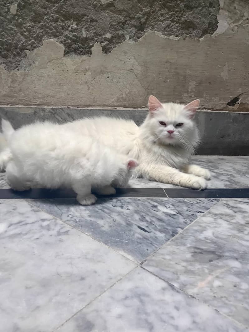 Persian cat 1