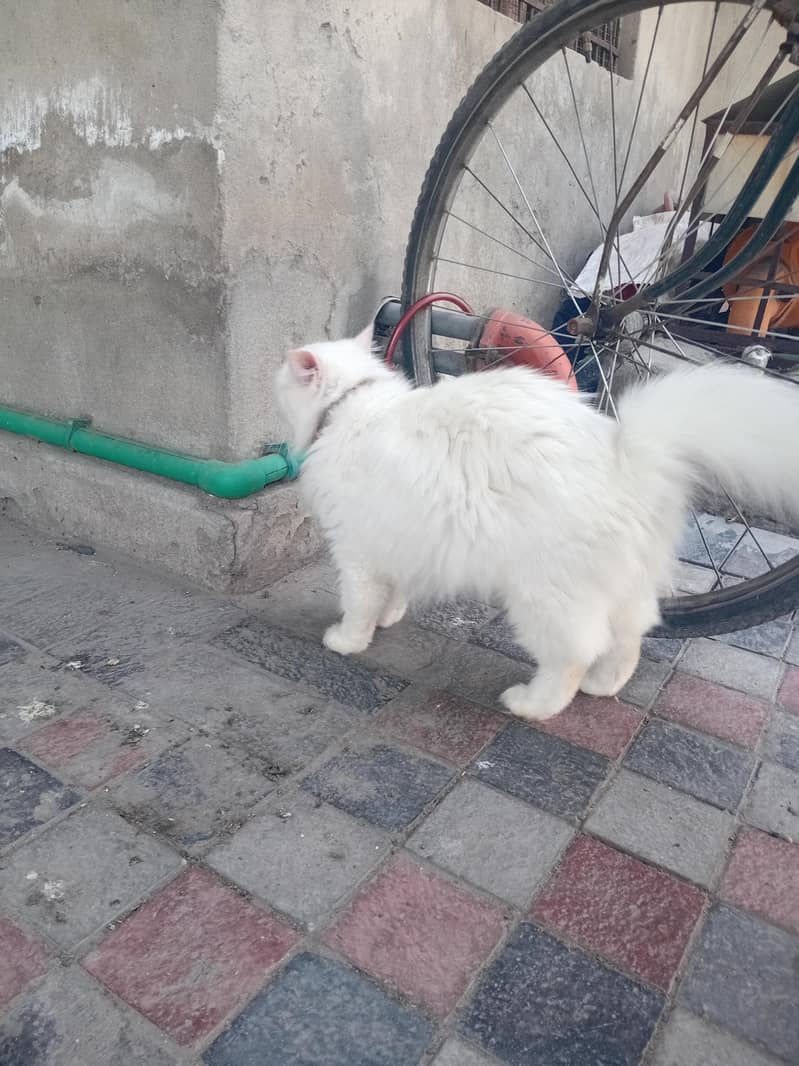 Persian cat 3
