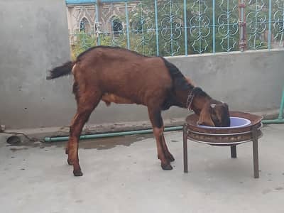 Pure nagra male