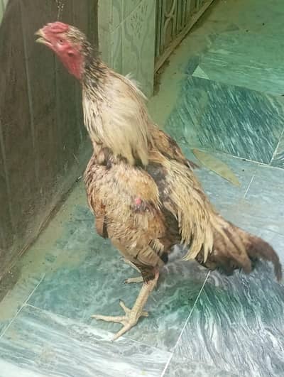 Cocks