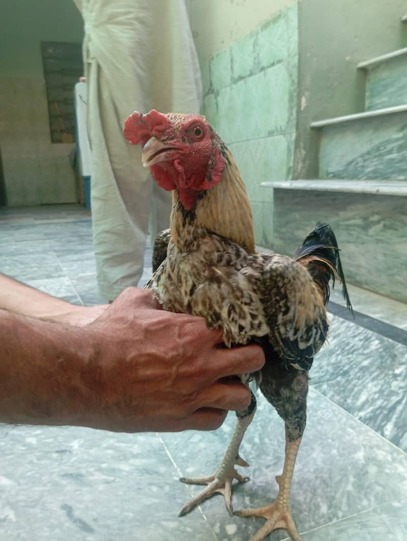 Cocks 1