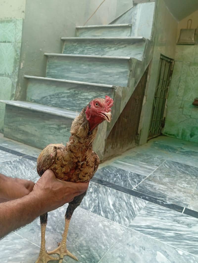 Cocks 2